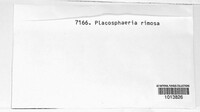 Cytoplacosphaeria rimosa image